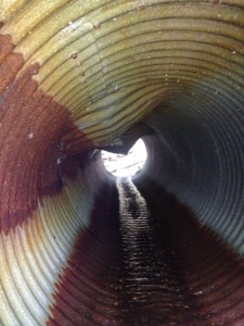 One of 2 holes in the culvert at the south end of Root Hill Rd on the way into the town forest.
