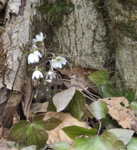 hepatica in the town forest